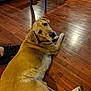 dog, golden_brown, wooden_floor, indoor, pet, lounge, looking_back, flooring, chair_leg, shadow, sneaker, foot, animal, companion, relaxing, domestic, home, brown, canine, fur