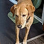 dog, indoor, brown_dog, floor, door, mat, pet, canine, animal, collar, paws, household, portrait, looking_down, quiet, domestic, companion, standing, closeup, expression