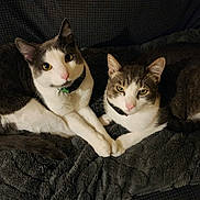 Oliver is registered to the contest to win money with this photo: cat, pets, animal, feline, two_cats, lying_down, blanket, collar, fur, whiskers, pink_nose, indoor, cute, resting, companions, closeup, cozy, looking_at_camera, domestic_animal, friendship