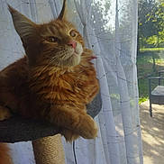 Tamara participe au concours pour gagner de l'argent avec cette photo : cat, ginger_cat, feline, pet, indoor, cat_tree, curtain, window, sunlight, garden, relaxed, fluffy, whiskers, ears, paws, daylight, cozy, looking_out, home, animal