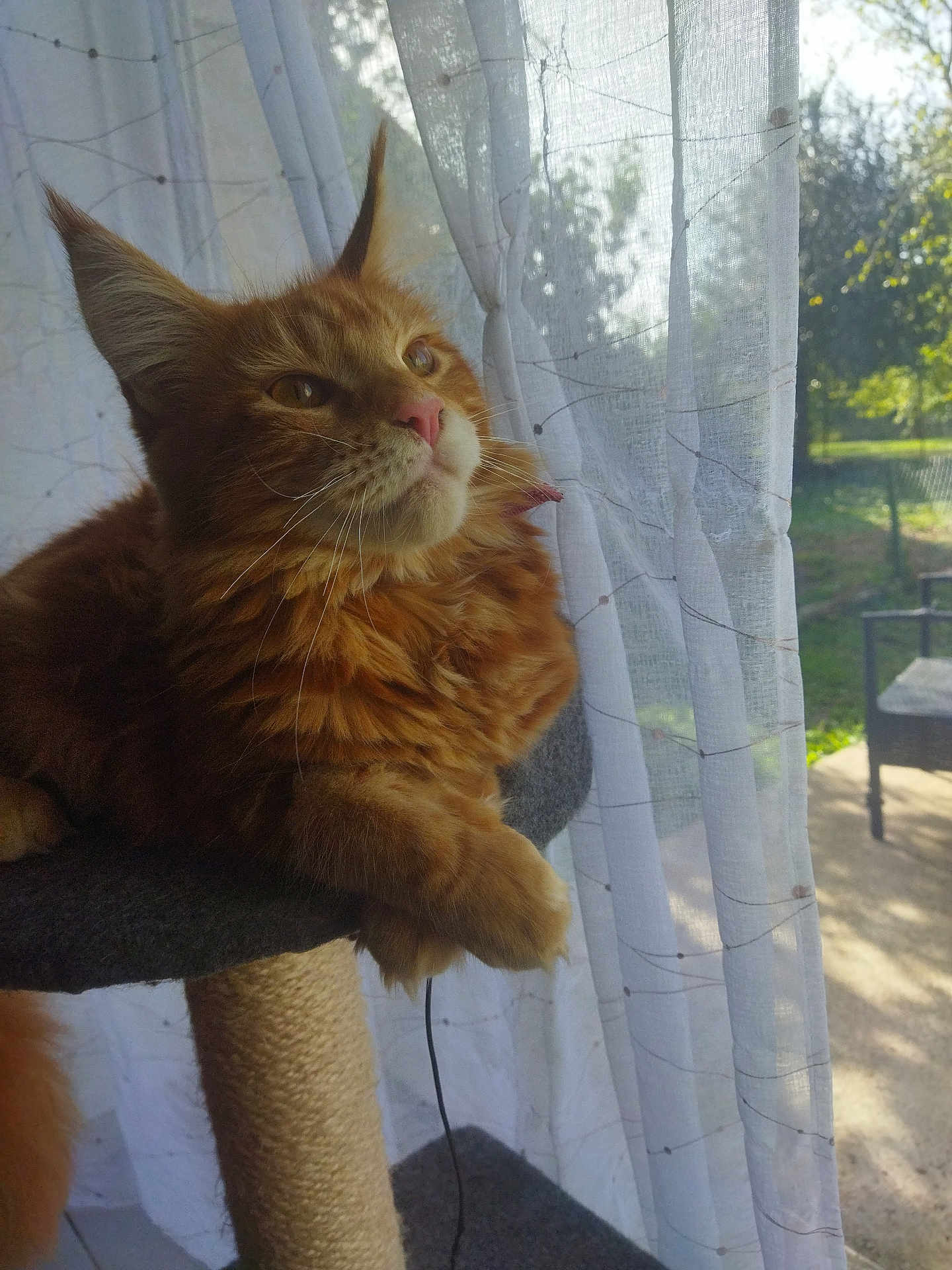 Tamara participe au concours pour gagner de l'argent avec cette photo : cat, ginger_cat, feline, pet, indoor, cat_tree, curtain, window, sunlight, garden, relaxed, fluffy, whiskers, ears, paws, daylight, cozy, looking_out, home, animal