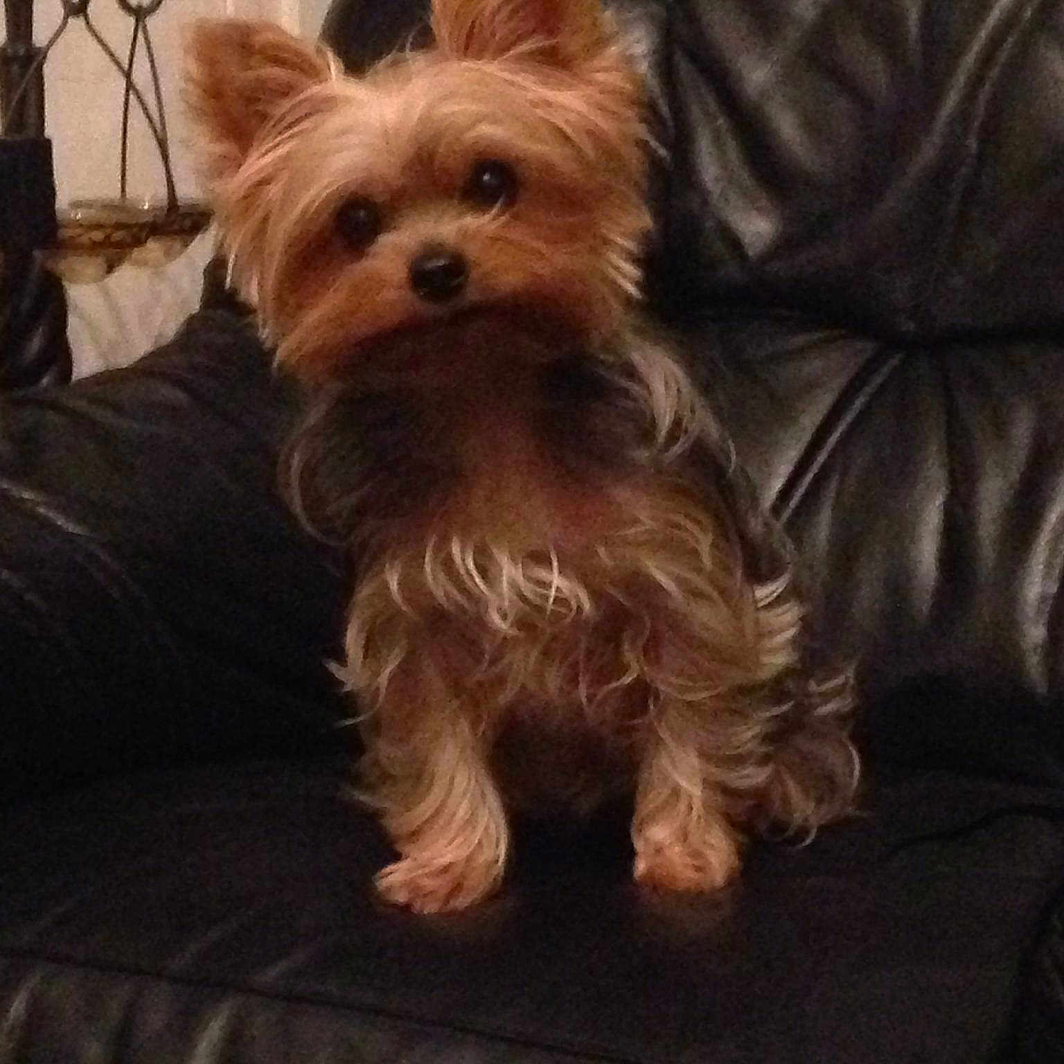 Chipie