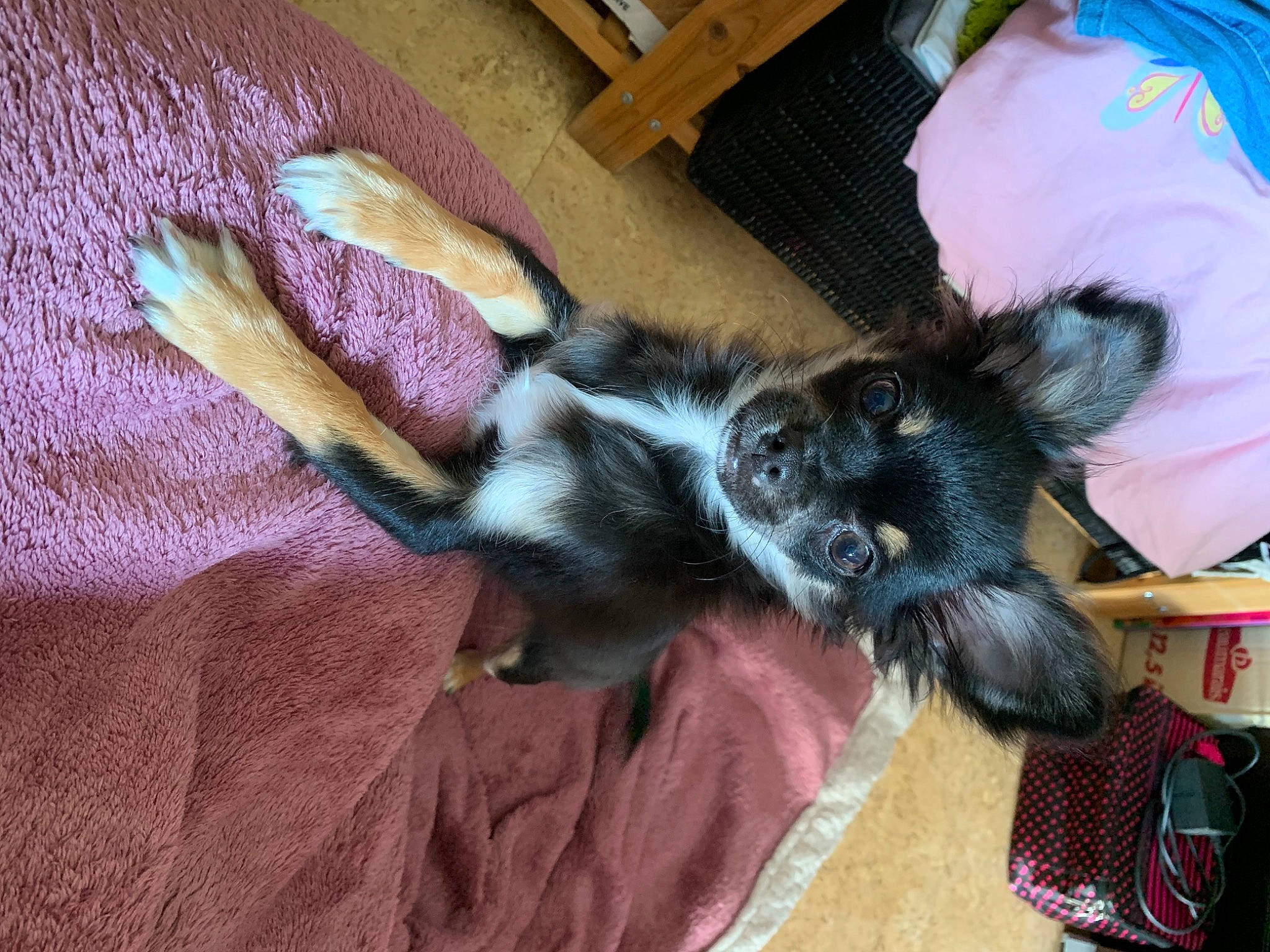 Wolfie a rejoint le concours — aidez-le/la à gagner de superbes lots ! canidae, carnivore, claw, comfort, companion_dog, dog, dog_breed, fawn, felidae, fur, hardwood, lap, paw, puppy, small_to_medium_sized_cats, sporting_group, tail, whiskers, wood, working_animal