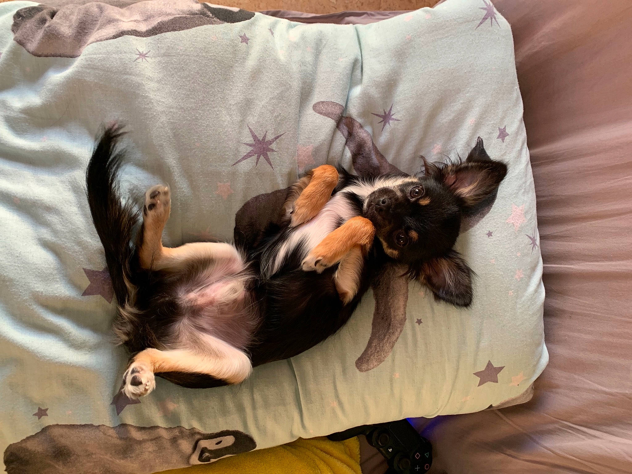 Wolfie participe au concours pour gagner de l'argent avec cette photo : bed, bedding, canidae, carnivore, cat, comfort, companion_dog, couch, dog_breed, domestic_short_haired_cat, fawn, felidae, fur, grey, linens, paw, small_to_medium_sized_cats, sporting_group, tail, whiskers