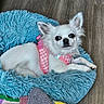 alert, animal, blue_mat, colorful_blanket, companion, cozy, cute, dog, fur, home, indoor, knitted_blanket, pet, pink_harness, relaxed, resting, shaggy_mat, small_dog, white_dog, wooden_floor