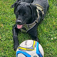 Rio a rejoint le concours — aidez-le/la à gagner de superbes lots ! dog, black_dog, grass, soccer_ball, pet, outdoor, playful, harness, tongue_out, canine, animal, summer, recreation, sport, field, nature, mammal, friendly, leisure, active