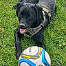 dog, black_dog, grass, soccer_ball, pet, outdoor, playful, harness, tongue_out, canine, animal, summer, recreation, sport, field, nature, mammal, friendly, leisure, active