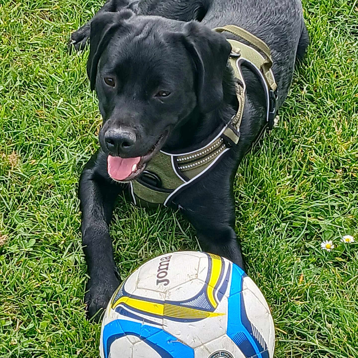 Rio a rejoint le concours — aidez-le/la à gagner de superbes lots ! dog, black_dog, grass, soccer_ball, pet, outdoor, playful, harness, tongue_out, canine, animal, summer, recreation, sport, field, nature, mammal, friendly, leisure, active