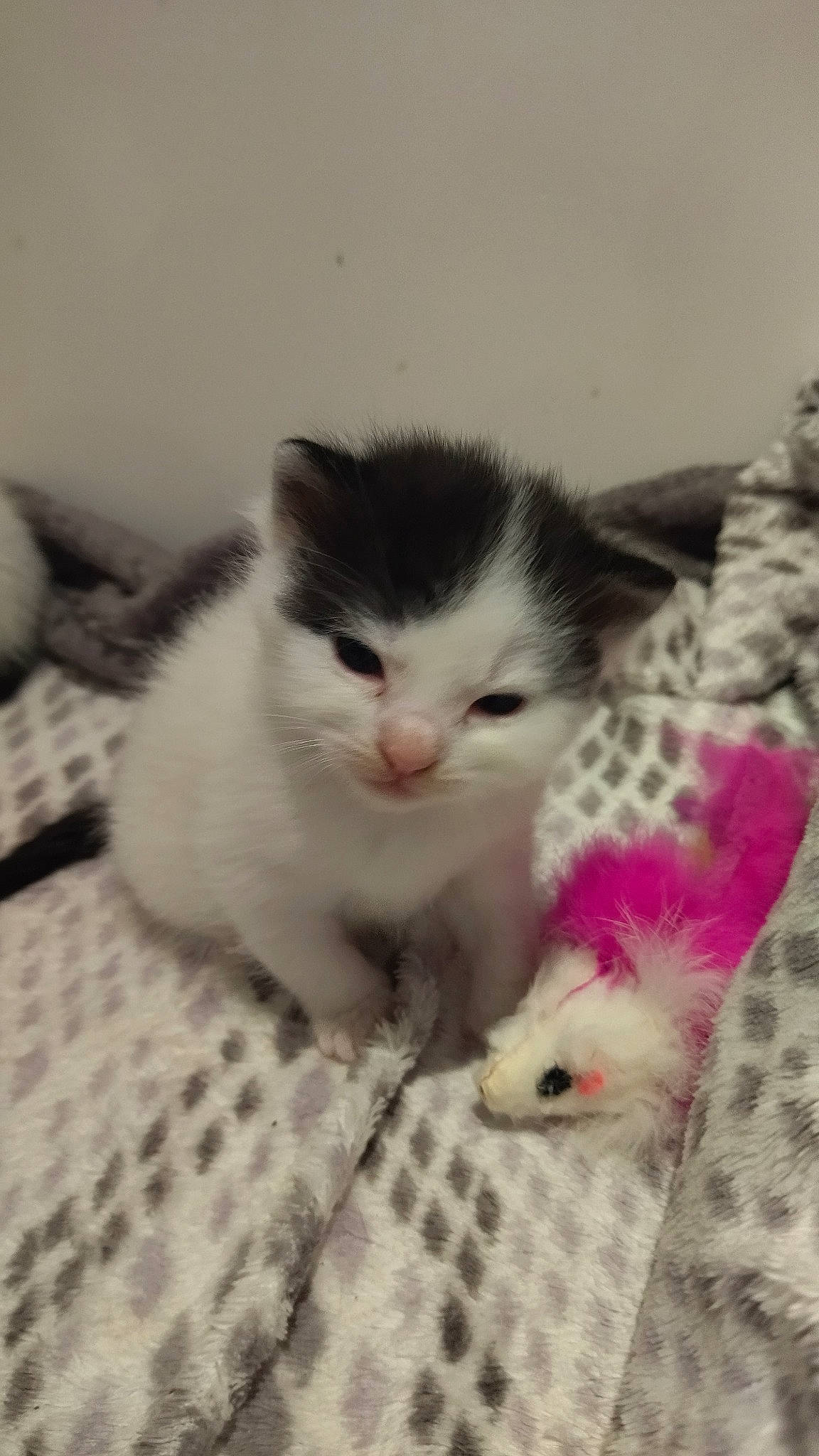 Socrate participe au concours pour gagner de l'argent avec cette photo : carnivore, cat, claw, comfort, domestic_short_haired_cat, fawn, felidae, flooring, foot, fur, pattern, paw, small_to_medium_sized_cats, tail, whiskers