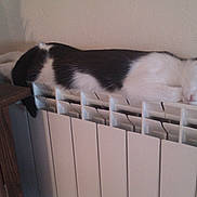 Kiara a rejoint le concours — aidez-le/la à gagner de superbes lots ! animal, appliance, balancing, black_and_white, cat, cozy, cute, domestic, feline, fur, home, indoor, peaceful, pet, quiet, radiator, relaxation, resting, sleeping, warm