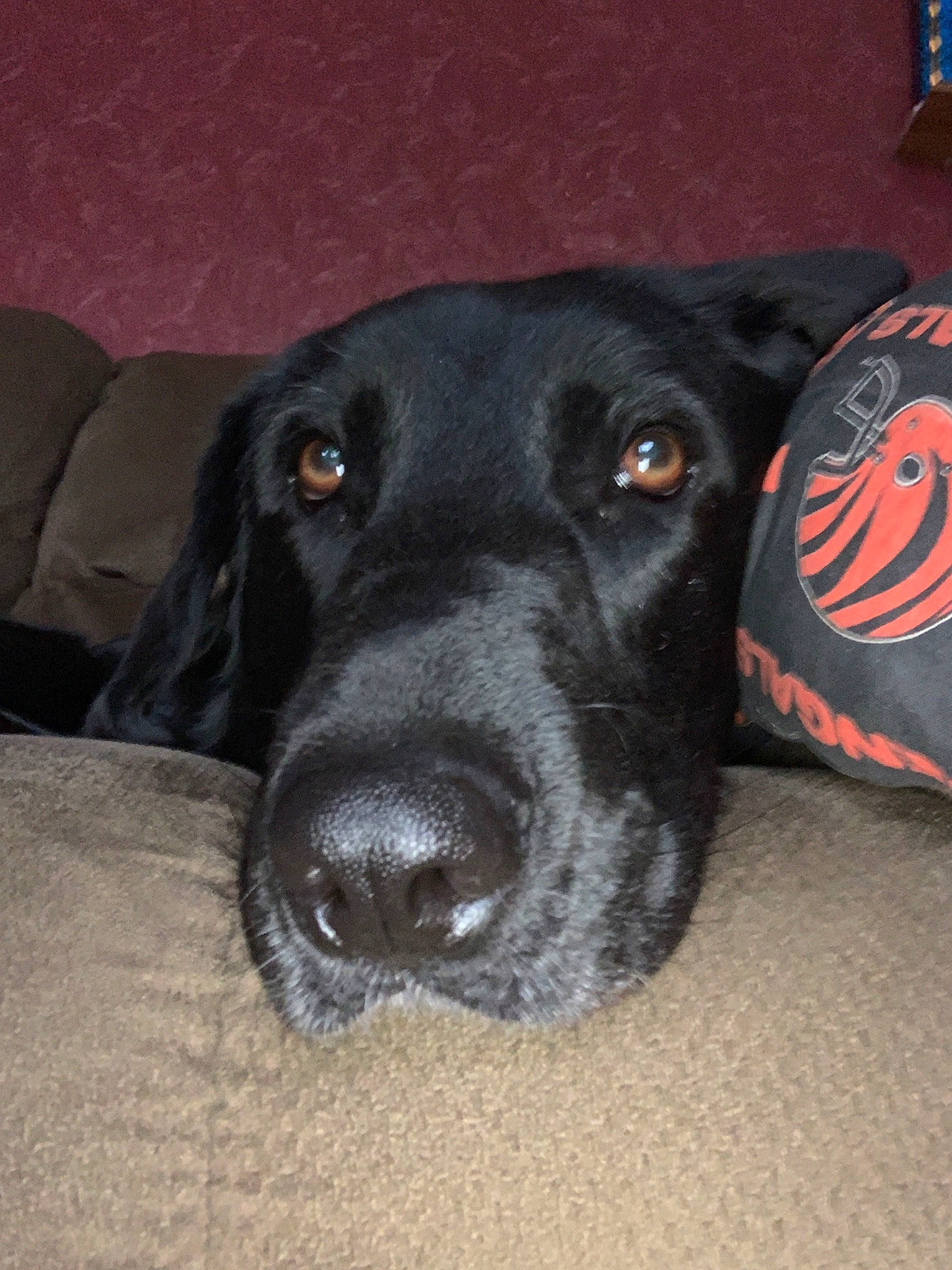 Kallie is registered to the contest to win money with this photo: beagador, borador, canidae, carnivore, dog, dog_breed, dog_collar, hunting_dog, labrador_retriever, nose, pointer, pointing_breed, rare_breed_dog, retriever, snout, sporting_group, whiskers