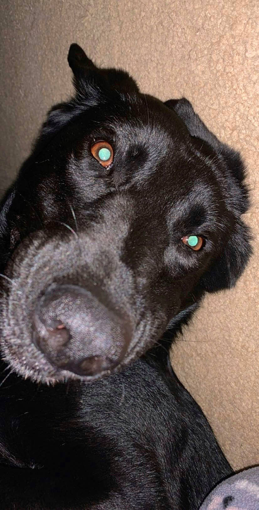 Kallie is registered to the contest to win money with this photo: beagador, borador, canidae, carnivore, dog, dog_breed, ear, flat_coated_retriever, labrador_retriever, mammal, nose, patterdale_terrier, rare_breed_dog, retriever, snout, sporting_group, vertebrate