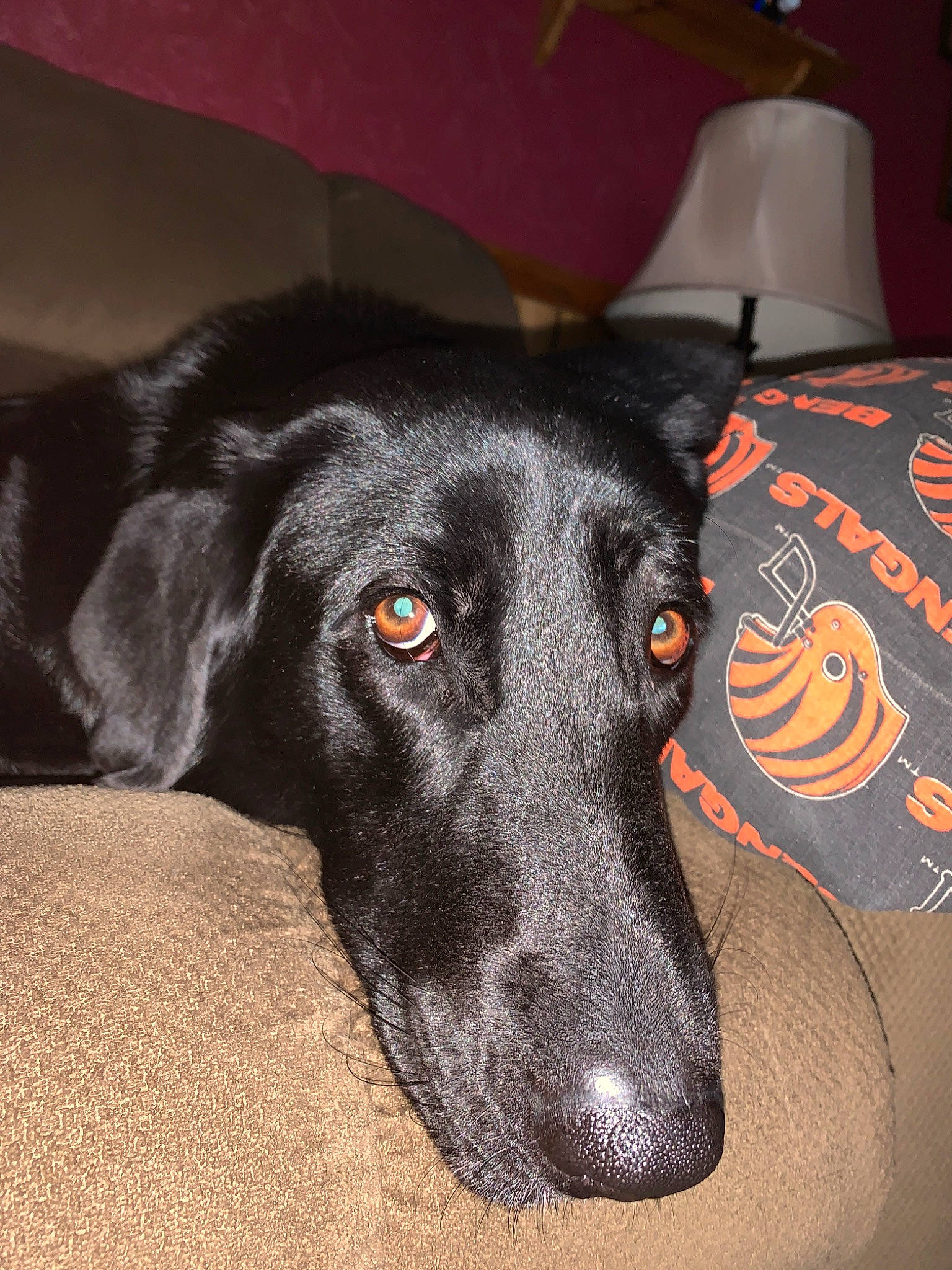 Kallie is registered to the contest to win money with this photo: beagador, borador, canidae, carnivore, dog, dog_breed, flat_coated_retriever, labrador_retriever, mammal, retriever, snout, sporting_group, vertebrate, whiskers