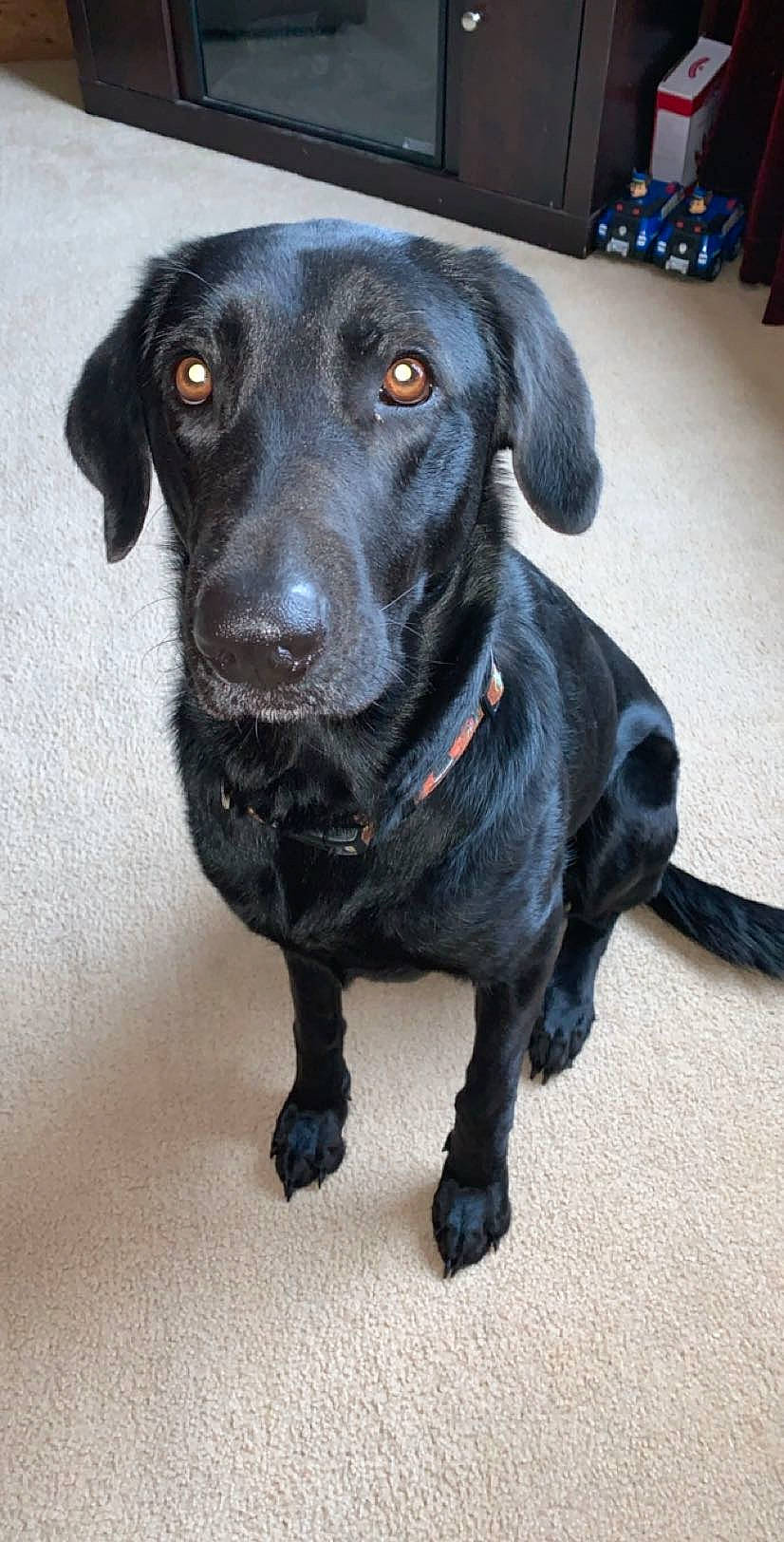 Kallie joined the competition — help win amazing prizes! beagador, borador, canidae, carnivore, companion_dog, dog, dog_breed, flat_coated_retriever, hunting_dog, labrador_retriever, mammal, patterdale_terrier, pointing_breed, puppy, rare_breed_dog, retriever, snout, sporting_group, whiskers