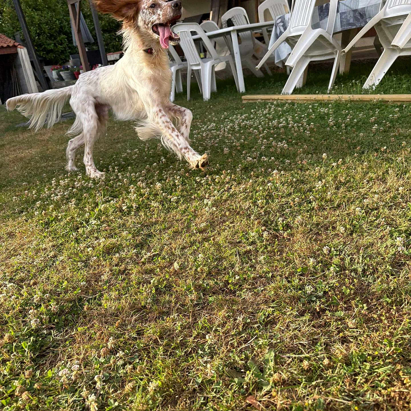 Vaky a rejoint le concours — aidez-le/la à gagner de superbes lots ! animal, daytime, dog, domestic_animal, ears_flapping, flower, grass, happy, leaping, nature, outdoor, patio, pet, plastic_chair, playful, running, summer, sunlight, table, yard