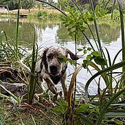 Vaky a rejoint le concours — aidez-le/la à gagner de superbes lots ! dog, wet, pond, grass, plants, lake, water, nature, outdoor, canine, pet, animal, greenery, reeds, trees, daytime, playful, splashing, fur, landscape