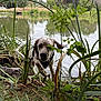 dog, wet, pond, grass, plants, lake, water, nature, outdoor, canine, pet, animal, greenery, reeds, trees, daytime, playful, splashing, fur, landscape
