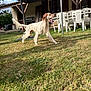 dog, grass, outdoor, pet, canine, yard, sunlight, plastic_chair, table, umbrella, patio, house, tongue_out, running, playful, summer, shadow, garden, fence, daytime