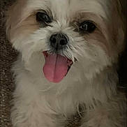 Judy is registered to the contest to win money with this photo: adorable, animal, canine, carpet, close_up, companion, cute, dog, face, fluffy, friendly, fur, happy, indoor, laying, mammal, paw, pet, small_dog, tongue_out