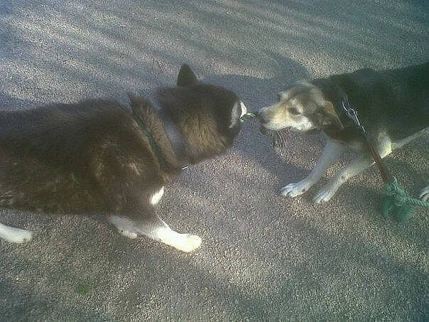 Belle Et Asia participe au concours pour gagner de l'argent avec cette photo : alaskan_malamute, canidae, carnivore, dog, dog_breed, labrador_husky, siberian_husky, tail, wolfdog