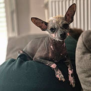 Boubou participe au concours pour gagner de l'argent avec cette photo : animal, canine, closeup, comfort, couch, cushion, dog, domestic_animal, ears, fur, furniture, hairless_dog, home, indoor, looking, mammal, pet, portrait, relaxed, resting
