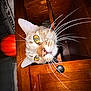 cat, tabby, wooden_drawer, whiskers, yellow_eyes, furniture, orange_pumpkin, curious, indoor, pet, closeup, animal, face, nose, ears, drawer_handle, wood_texture, lighting, home, cozy