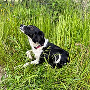 Heidi a rejoint le concours — aidez-le/la à gagner de superbes lots ! animal, black_and_white, canine, collar, dog, fur, grass, greenery, meadow, nature, outdoor, peaceful, pet, plants, portrait, relaxed, sitting, summer, sunlight, wildflowers