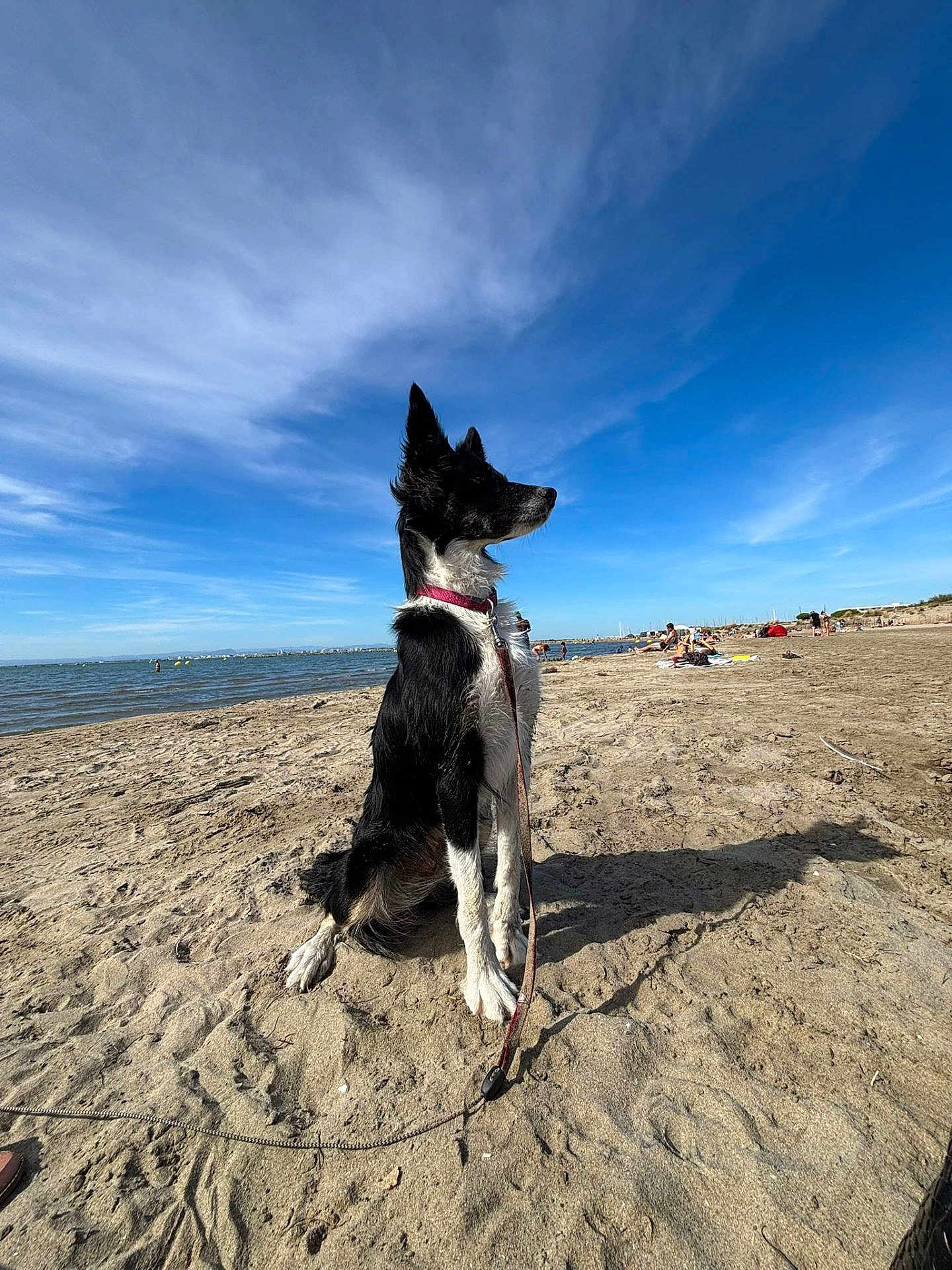 Heidi participe au concours pour gagner de l'argent avec cette photo : animal, beach, black_and_white, canine, clouds, dog, leash, nature, ocean, outdoor, pet, relaxation, sand, shore, sitting, sky, summer, sunny, vacation, water