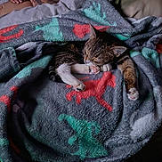 Bella joined the competition — help win amazing prizes! animal, bed, blanket, cat, cozy, cute, dinosaur_pattern, fleece_blanket, fur, indoor, paw, person, pet, pillow, relaxed, resting, sleep, sleeping, tabby_cat, tattoo