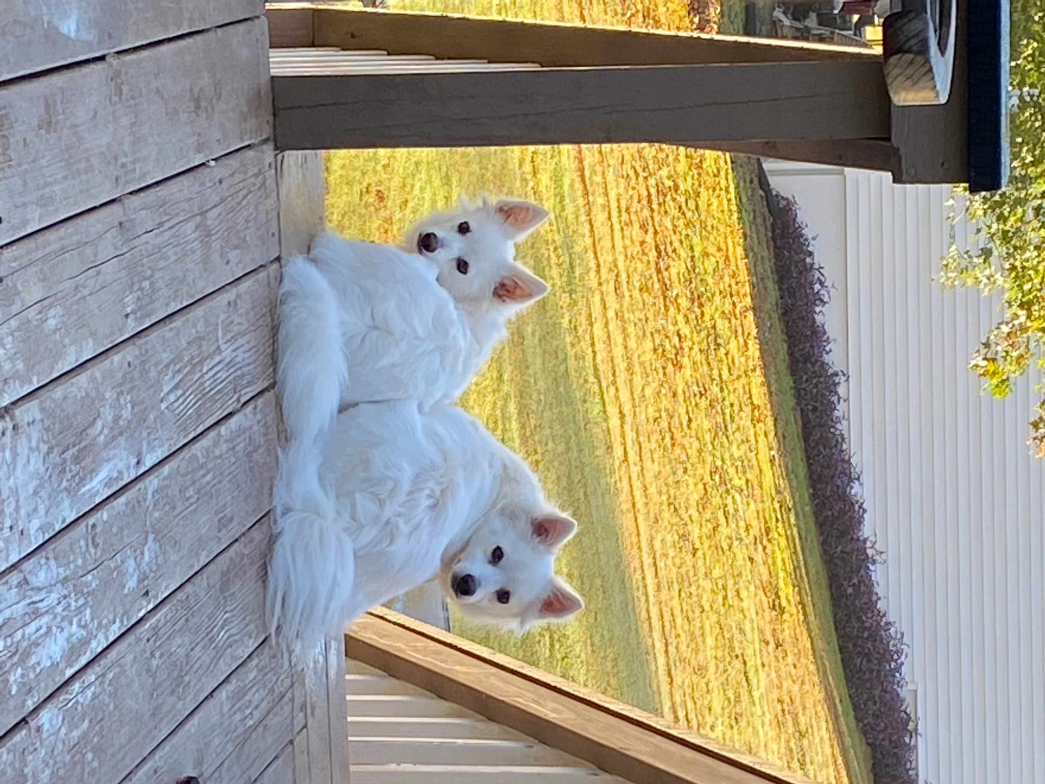 Bella And Kirby