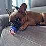 french_bulldog, puppy, dog, pet, couch, indoor, pacifier, brown, ears, face, close_up, cute, animal, resting, living_room, soft_light, furniture, lying_down, domestic_animal, young