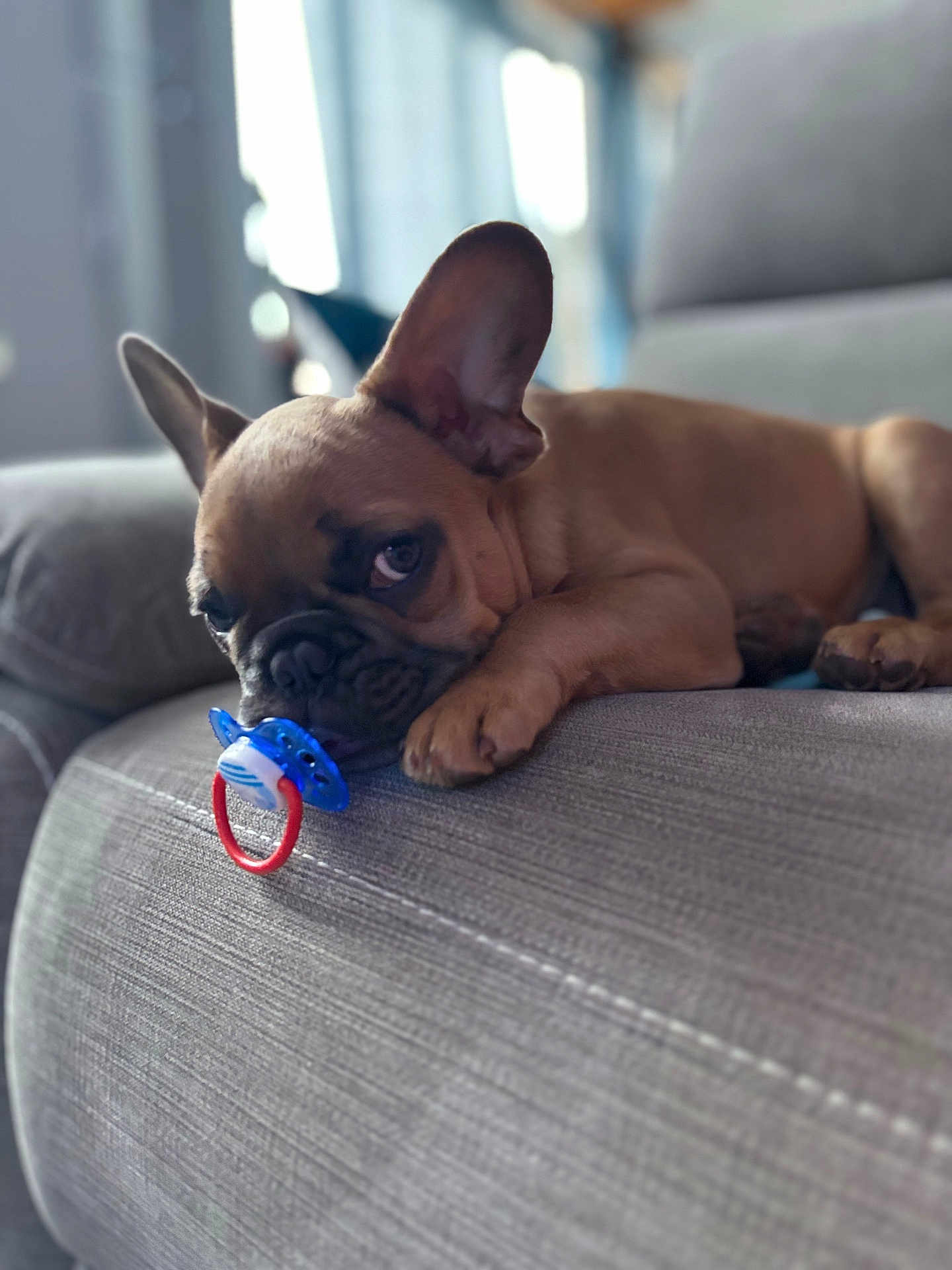 Albert a rejoint le concours — aidez-le/la à gagner de superbes lots ! french_bulldog, puppy, dog, pet, couch, indoor, pacifier, brown, ears, face, close_up, cute, animal, resting, living_room, soft_light, furniture, lying_down, domestic_animal, young