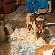 Ali is registered to the contest to win money with this photo: dog, pet, animal, standing, alert, tongue, indoor, living_room, rug, carpet, chair, furniture, wood_floor, home, cozy, portrait, brown_and_white, short_hair, looking_at_camera, household_items