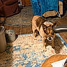 dog, pet, animal, standing, alert, tongue, indoor, living_room, rug, carpet, chair, furniture, wood_floor, home, cozy, portrait, brown_and_white, short_hair, looking_at_camera, household_items