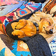 Brody joined the competition — help win amazing prizes! dog, sleeping, puppy, brown_dog, pet, animal, bed, blanket, quilt, bedroom, cozy, indoors, resting, lying_down, collar, closed_eyes, tongue, snout, colorful, relaxed