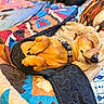 dog, sleeping, puppy, brown_dog, pet, animal, bed, blanket, quilt, bedroom, cozy, indoors, resting, lying_down, collar, closed_eyes, tongue, snout, colorful, relaxed