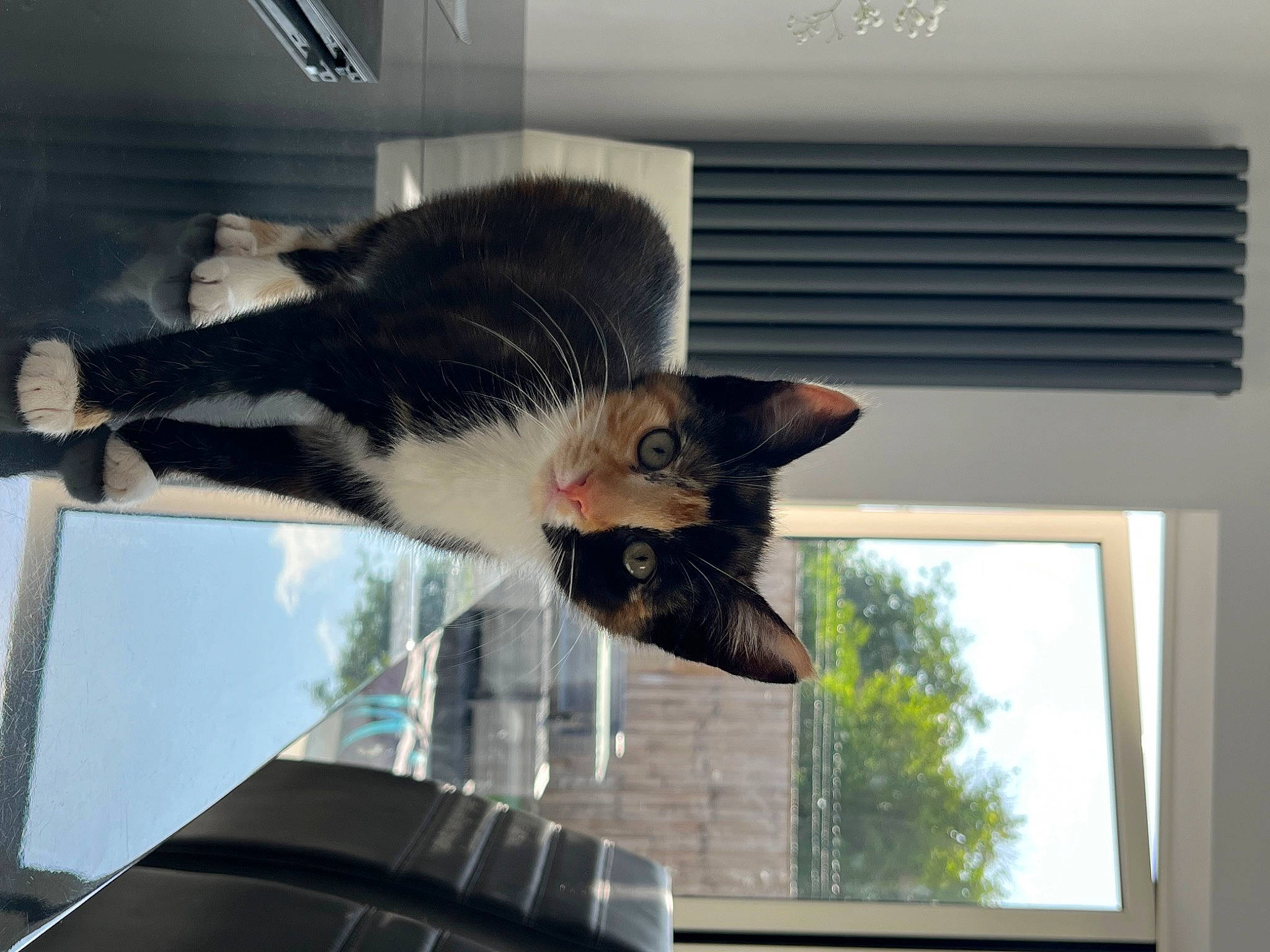 Pepper is registered to the contest to win money with this photo: automotive_window_part, carnivore, cat, comfort, domestic_short_haired_cat, felidae, fur, glass, metal, plant, sash_window, small_to_medium_sized_cats, tail, tree, vehicle, whiskers, window, window_covering, windshield, wood