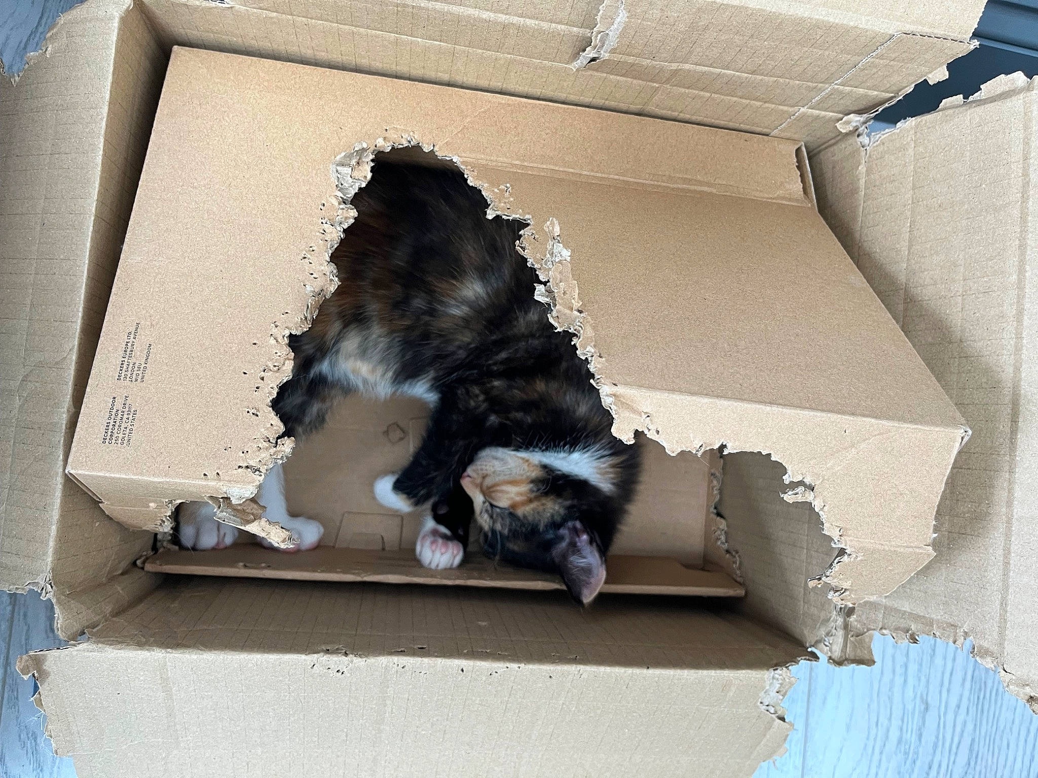 Pepper is registered to the contest to win money with this photo: art, canidae, cardboard, carnivore, companion_dog, dog, dog_breed, fur, paper, paper_product, room, small_to_medium_sized_cats, sporting_group, tail, wood