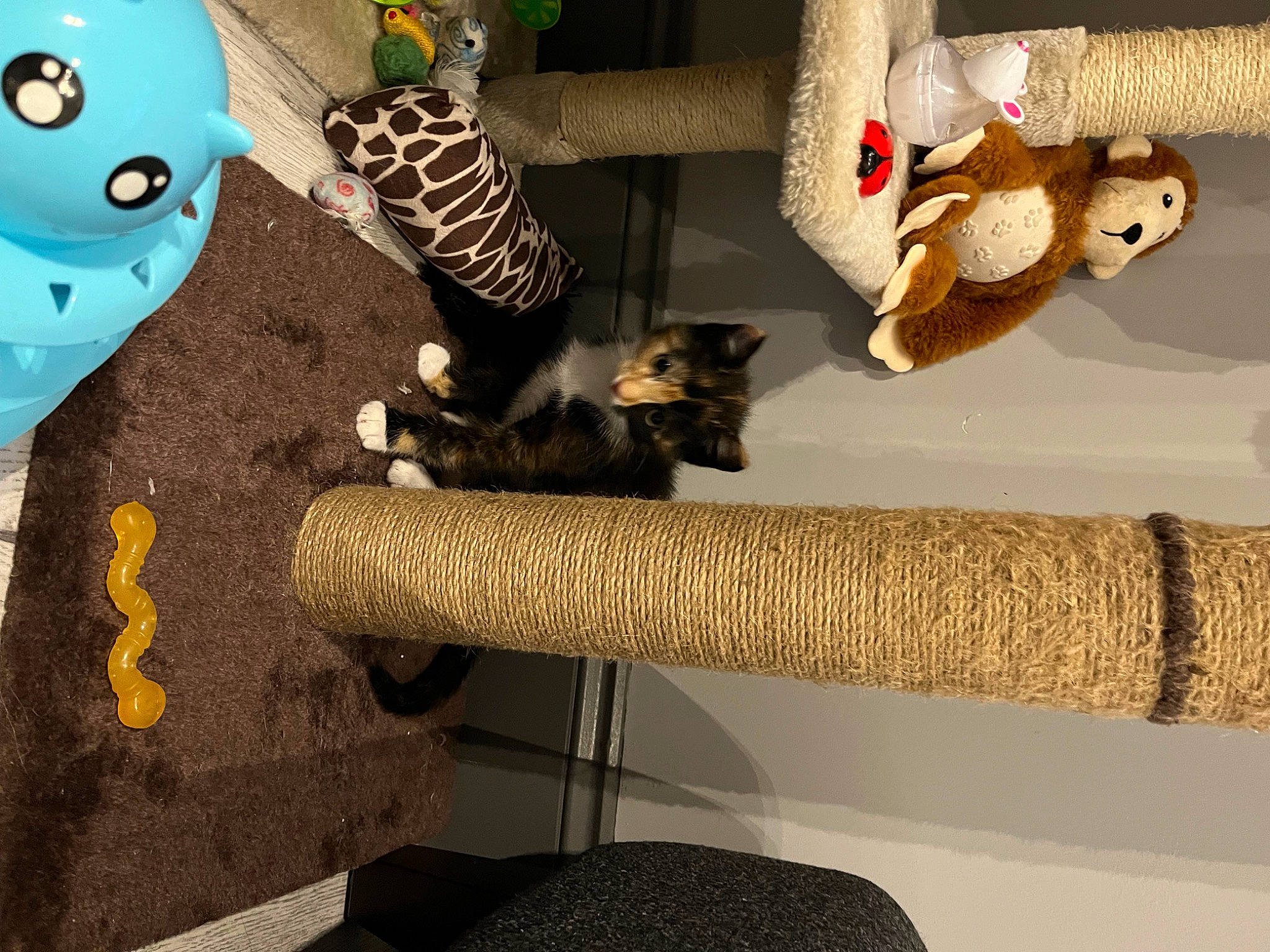 Pepper is registered to the contest to win money with this photo: art, cat_supply, design, fawn, felidae, flooring, grey, interior_design, living_room, room, shelf, shelving, small_to_medium_sized_cats, stuffed_toy, table, textile, toy, vertebrate, wall, wood