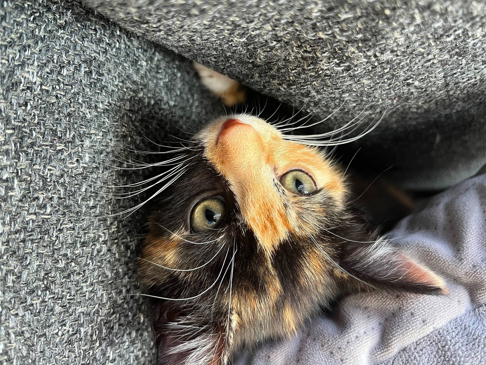 Pepper joined the competition — help win amazing prizes! carnivore, cat, close_up, ear, eye, eyebrow, fawn, felidae, fur, hair, head, human_body, liver, nose, small_to_medium_sized_cats, snout, textile, whiskers, wildlife, wrinkle