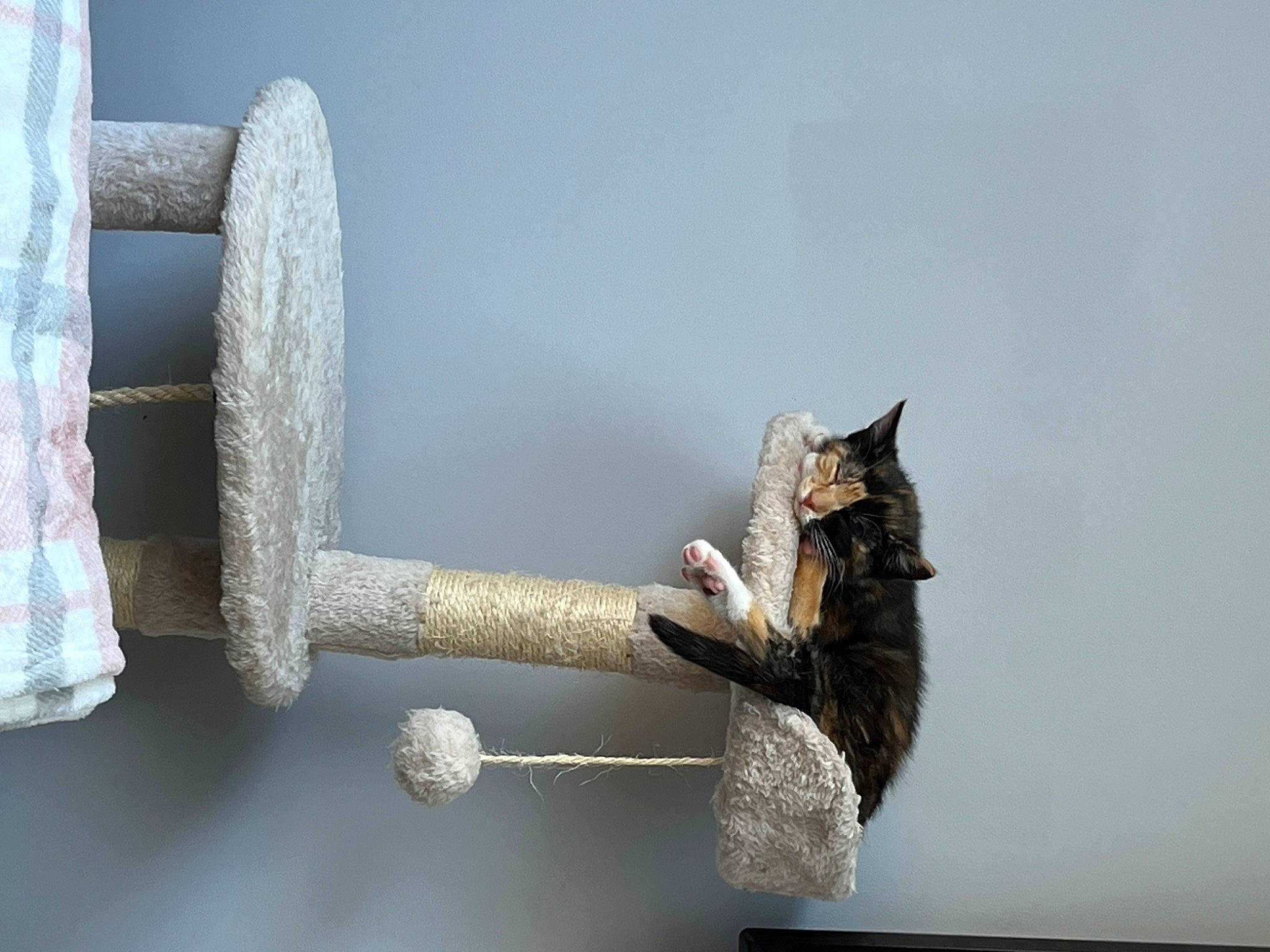 Pepper joined the competition — help win amazing prizes! art, carnivore, cat, domestic_short_haired_cat, felidae, fur, gesture, grey, metal, plant, sculpture, small_to_medium_sized_cats, still_life_photography, tail, tap, tree, twig, vertebrate, whiskers, wood