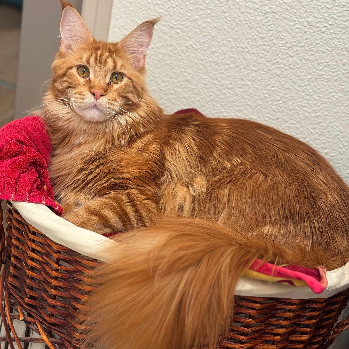 Happy a rejoint le concours — aidez-le/la à gagner de superbes lots ! abyssinian, angora, animal, armchair, basket, bed, cat, chair, cradle, crib, furniture, hardwood, homedecor, infantbed, kitten, linen, manx, pet, towel, wood