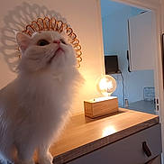 Beatrice Schrijvers a rejoint le concours — aidez-le/la à gagner de superbes lots ! animal, cabinet, cat, close_up, cozy, curious, decor, domestic_animal, doorway, fluffy, furniture, household, indoor, lamp, lighting, pet, portrait, shadow, white_cat, wooden_surface