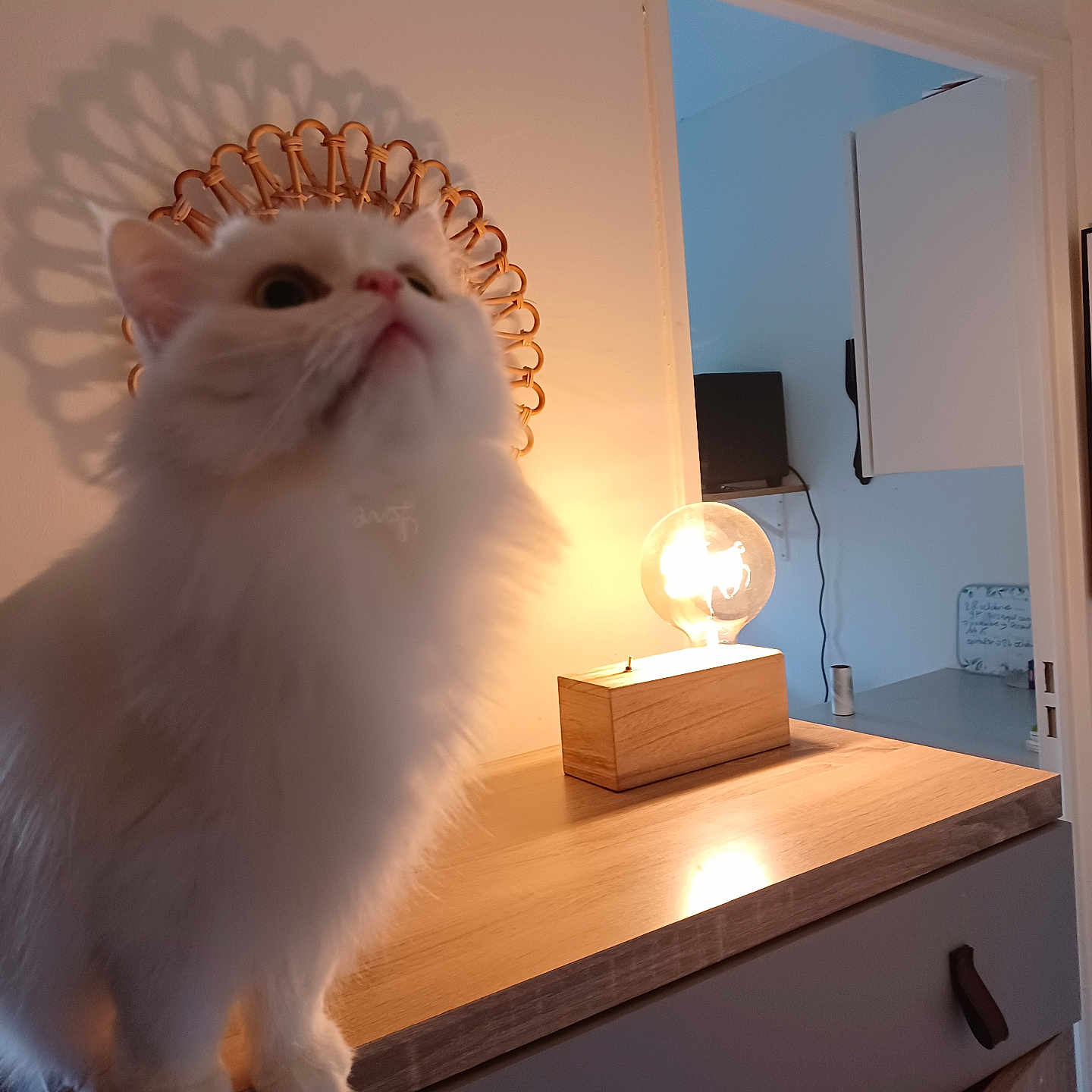 Beatrice Schrijvers a rejoint le concours — aidez-le/la à gagner de superbes lots ! animal, cabinet, cat, close_up, cozy, curious, decor, domestic_animal, doorway, fluffy, furniture, household, indoor, lamp, lighting, pet, portrait, shadow, white_cat, wooden_surface