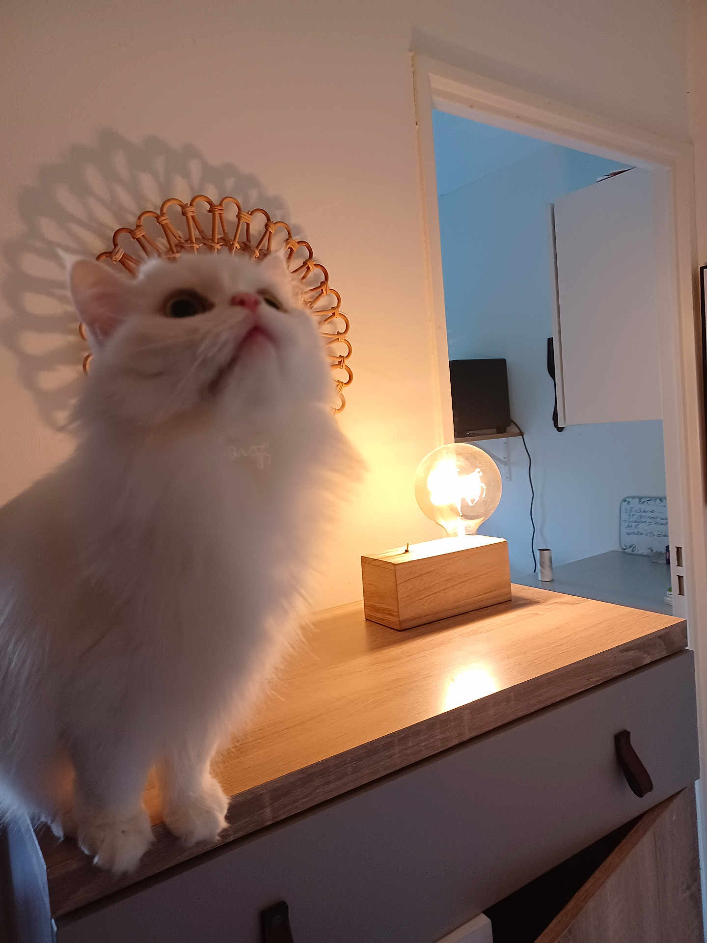 Beatrice Schrijvers a rejoint le concours — aidez-le/la à gagner de superbes lots ! animal, cabinet, cat, close_up, cozy, curious, decor, domestic_animal, doorway, fluffy, furniture, household, indoor, lamp, lighting, pet, portrait, shadow, white_cat, wooden_surface