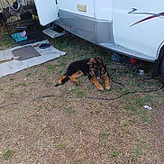 Aaron a rejoint le concours — aidez-le/la à gagner de superbes lots ! puppy, dog, german_shepherd, cat, hammock, cage, grass, camper_van, outdoor, pet, animal, resting, door, footwear, mat, leash, container, nature, playful, relaxing