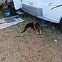 animal, cage, camper_van, cat, container, dog, door, footwear, german_shepherd, grass, hammock, leash, mat, nature, outdoor, pet, playful, puppy, relaxing, resting