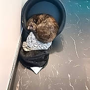 Chanel a rejoint le concours — aidez-le/la à gagner de superbes lots ! black, brown, cables, cat, corner, cozy, curled_up, domestic, floor, fur, household, indoor, marble_floor, nap, pet_bed, quiet, relaxing, resting, sleeping, wall