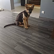 Aska participe au concours pour gagner de l'argent avec cette photo : animal, canine, dog, ears, floor, flower_arrangement, german_shepherd, home_interior, indoor, living_room, modern_home, pet, puppy, sitting, staircase, tail, tile_floor, wall, window, young