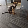 animal, canine, dog, ears, floor, flower_arrangement, german_shepherd, home_interior, indoor, living_room, modern_home, pet, puppy, sitting, staircase, tail, tile_floor, wall, window, young